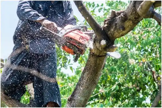 tree services Indian Lake